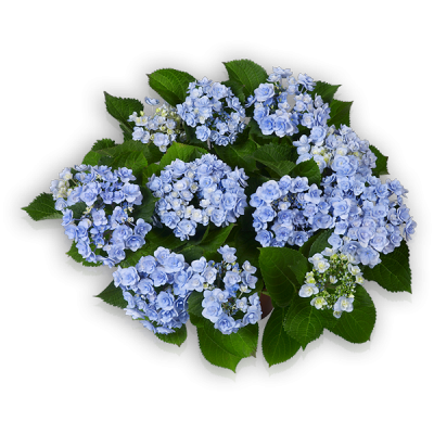 You & Me® Forever(s) blau oben