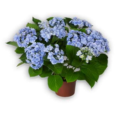 You & Me® Forever(s) blau Topf