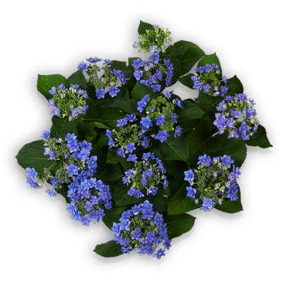 You & Me® Romance(s) blau Oben