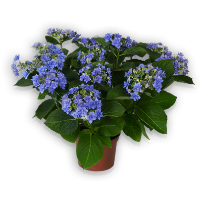 You & Me® Romance(s) blau Topf