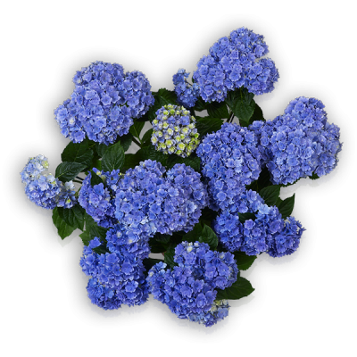 You & Me® Together(s) blau Oben