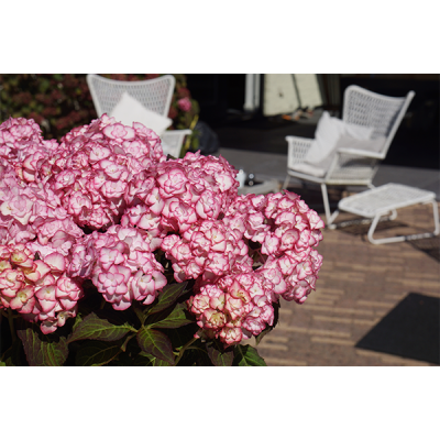 You & Me® Miss Saori(s) Flowers