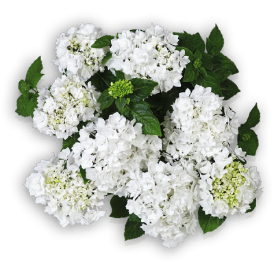 Beautensia® Coco(s) Oben