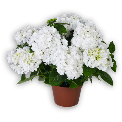 Beautensia® Coco(s) Topf