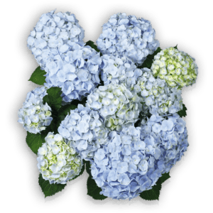 Everbloom® Blue Wonder von oben