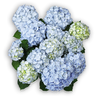 Everbloom® Blue Wonder(s)