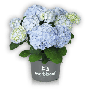 Everbloom® Blue Wonder im Topf