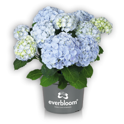 Everbloom® Blue Wonder(s)