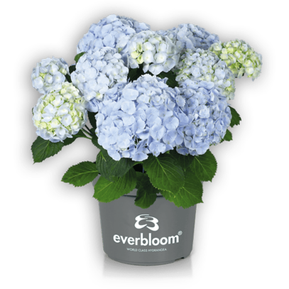 Everbloom® Blue Wonder im Topf