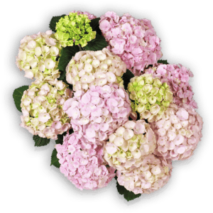 Everbloom® Pink Wonder von oben