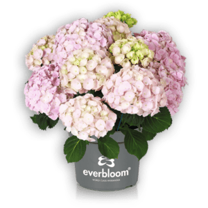 Everbloom® Pink Wonder im Topf