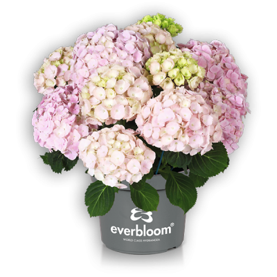 Everbloom® Pink Wonder(s)