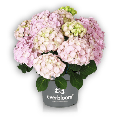 Everbloom® Pink Wonder im Topf