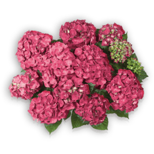 Everbloom® Red Wonder von oben