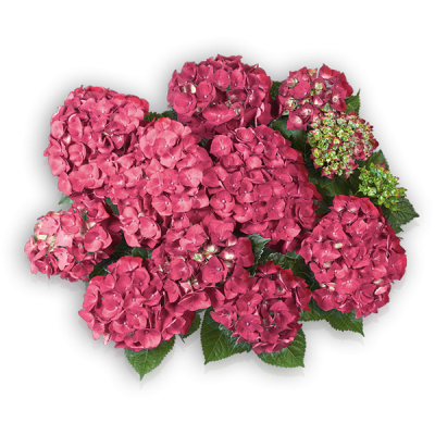 Everbloom® Red Wonder(s)