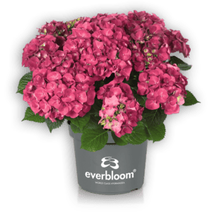 Everbloom® Red Wonder im Topf