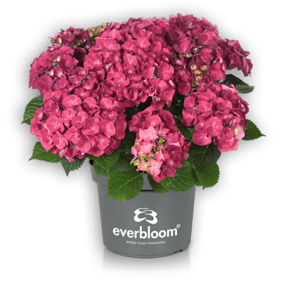 Everbloom® Red Wonder(s)