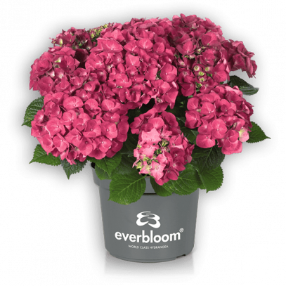 Everbloom® Red Wonder im Topf