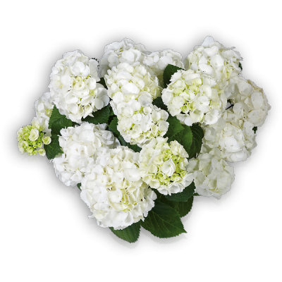 Everbloom® White Wonder(s)