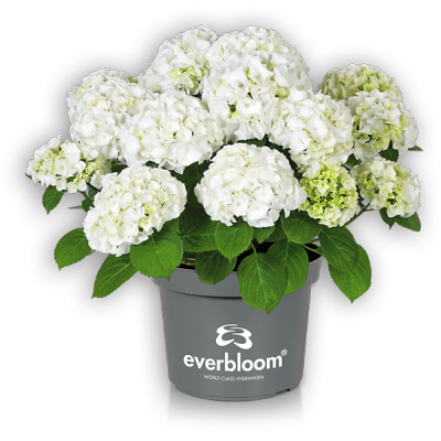 Everbloom® White Wonder(s)