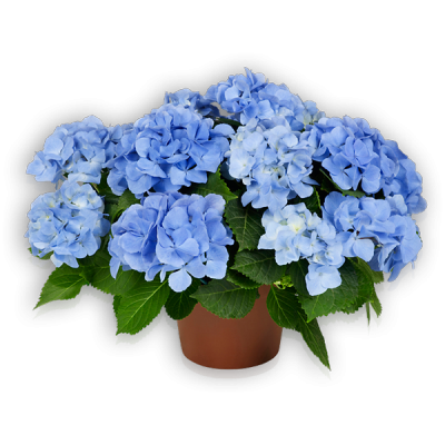 Baby Blue(s)