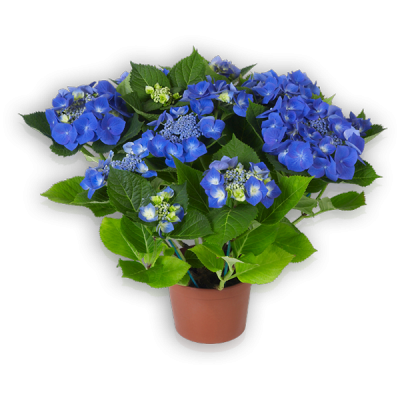 Blaumeise Topf
