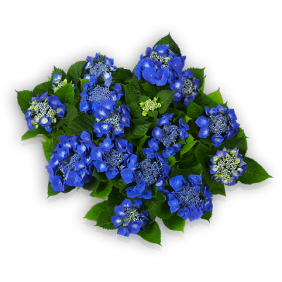 Blaumeise Oben