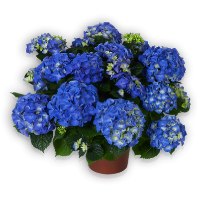 Early Blue(s)