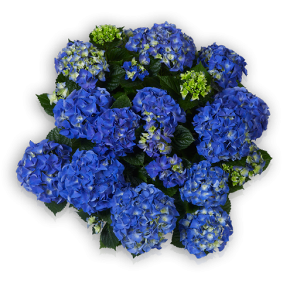 Early Blue(s)