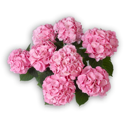 Bela(s) Pink