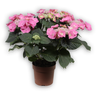 Blaumeise pink