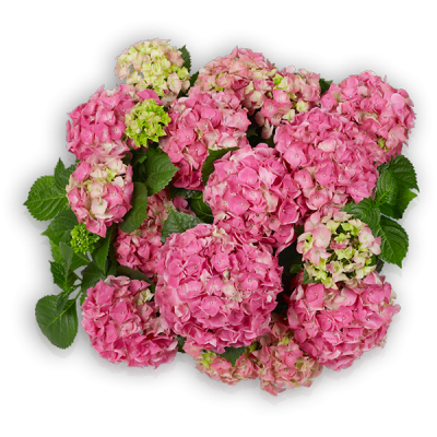 Early Pink(s)