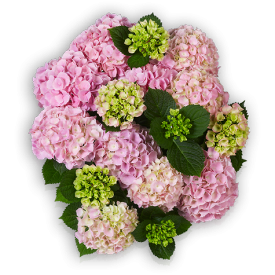 Pink Sensation(s)