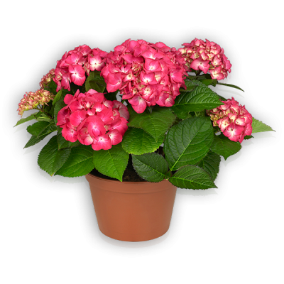 Red Angel(s) Pot