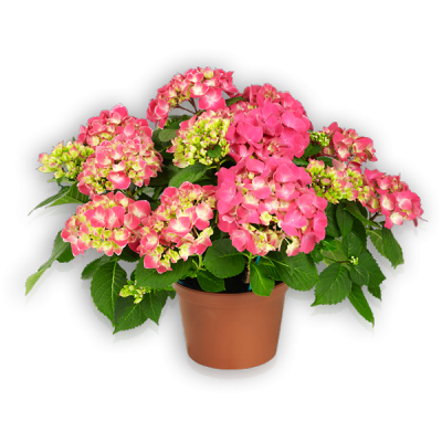 Tivoli Pink(s)