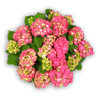 Tivoli Pink(s)