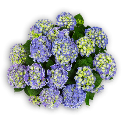 Tivoli Blue(s)