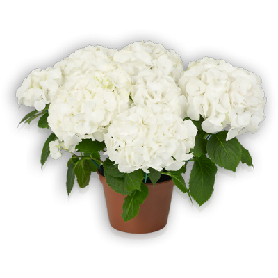 Bianco(s) Topf