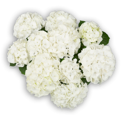 Bianco(s) Oben