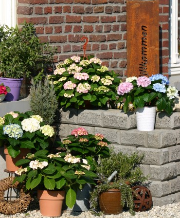 Blühender Topfgarten mit Hortensia