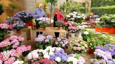 Hortensia im ZDF