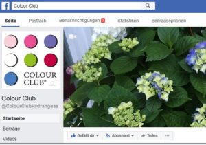 Facebook Colour Club Pellens Hortensien Hydrangea