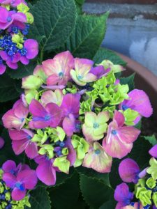 Hydrangea Macrophylla Schloss Moyland Hortensie