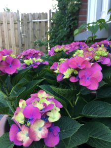 Hydrangea Macrophylla Schloss Moyland