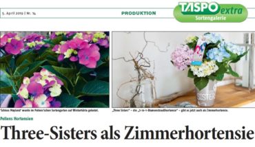 Taspo-Bericht über unsere Zimmerhortensien