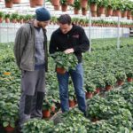 Ausbildung Pellens Hortensien