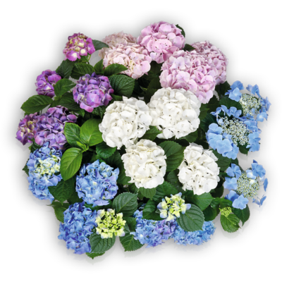 Colour Club® 5er-Mix (s)
