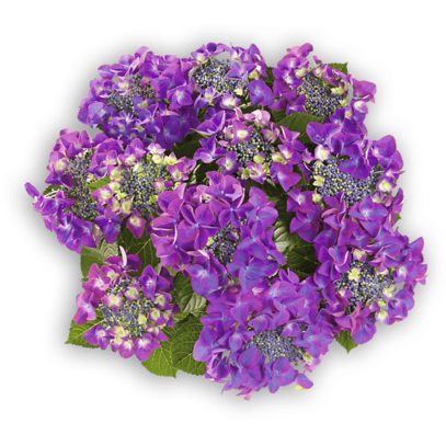 Frisbee® Purple (s)
