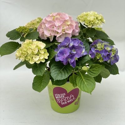 Colour Club® Trio Ball 17cm-Topf