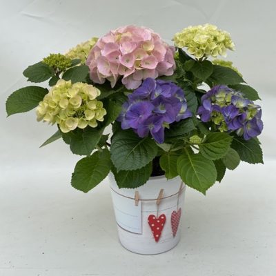 Colour Club® Trio Ball 17cm-Topf